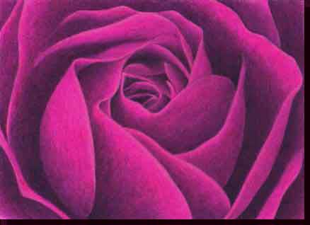 Floral Paintings, Flower Paintings, Paintings of Roses, Realistic Floral Rose Painting - Magenta Rose