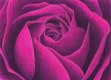 Floral Paintings, Flower Paintings, Paintings of Roses, Realistic Floral Rose Painting - Magenta Rose - Click to View Larger Image